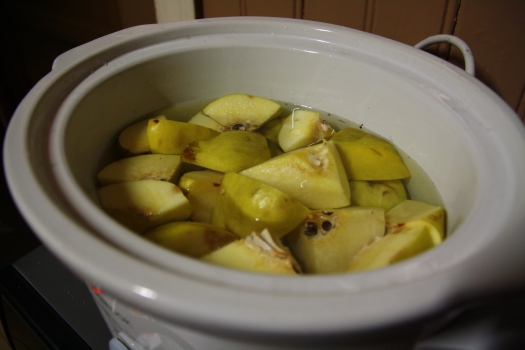Quince in pot.