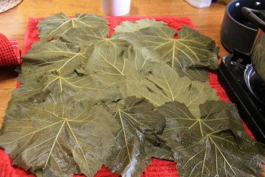 Blanched vine leaves